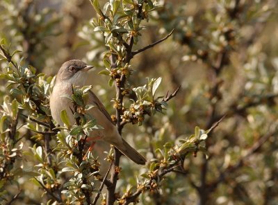 Grasmus - Sylvia communis - Whitethroat