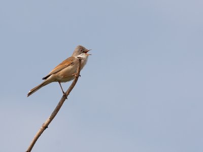 Grasmus - Sylvia communis - Whitethroat