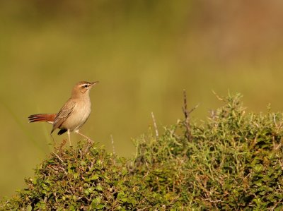 Rosse Waaierstaart - Rufous-Tailed Scrub Robin