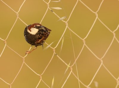 Spaanse Mus -  Passer hispaniolensis - Spanish Sparrow