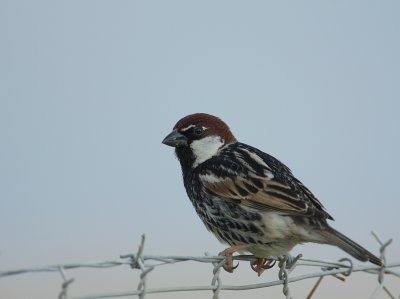 Spaanse Mus -  Passer hispaniolensis - Spanish Sparrow