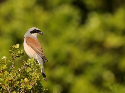 Grauwe Klauwier - Lanius collurio - Red-backed Shrike