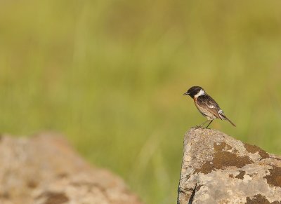 Roodborsttapuit - Saxicola torquata - Stonechat