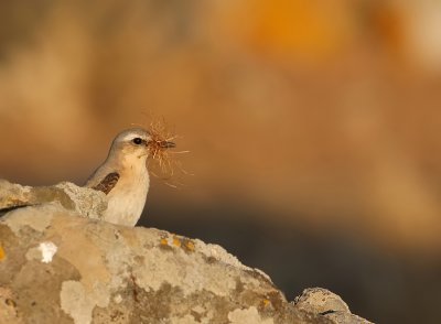 Tapuit - Oenanthe oenanthe - Wheatear