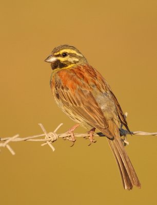 Cirlgors - Emberiza cirlus - Cirl Bunting