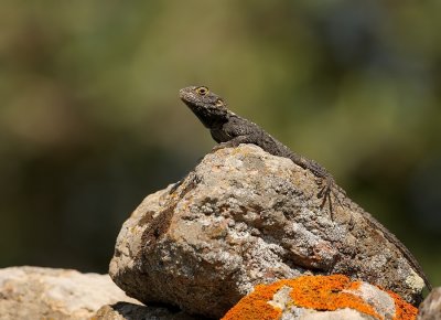 Hardoen - Agame Lizard