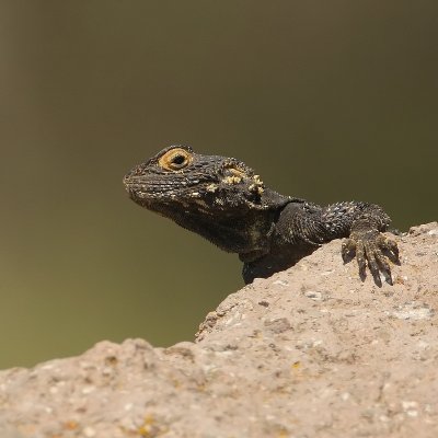 Hardoen - Agama stellio - Agame Lizard
