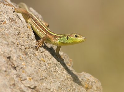 Reuzensmaragdhagedis - Lacerta trilineata - Balkan Green Lizard