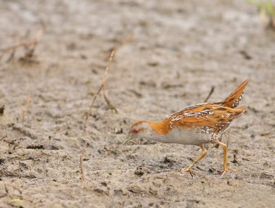 Kleinst Waterhoen - Porzana pusilla - Baillon's Crake