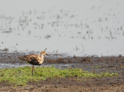 Kemphaan - Philomachus pugnax - Ruff