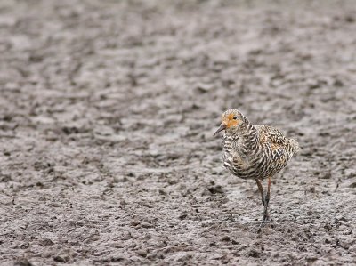 Kemphaan - Philomachus pugnax - Ruff