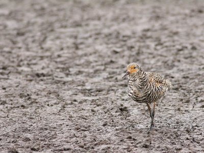 Kemphaan - Philomachus pugnax - Ruff