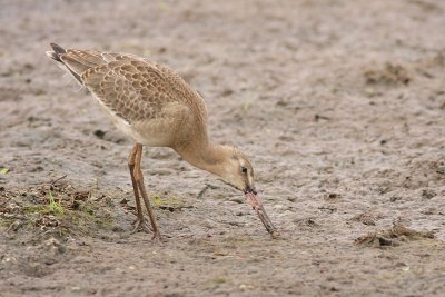 Grutto - Limosa limosa - Black-tailed Godwit