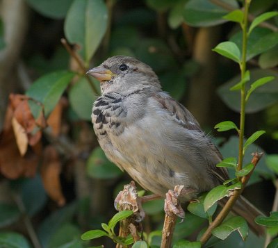 Huismus - Passer domesticus - House Sparrow