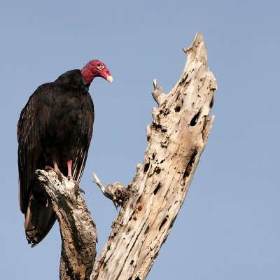 Kalkoengier Turkey Vulture