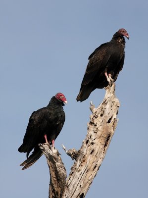 Kalkoengier - Cathartes aura - Turkey Vulture