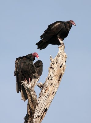 Kalkoengier - Cathartes aura - Turkey Vulture
