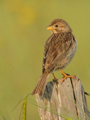 Grauwe Gors - Emberiza calandra - Corn Bunting