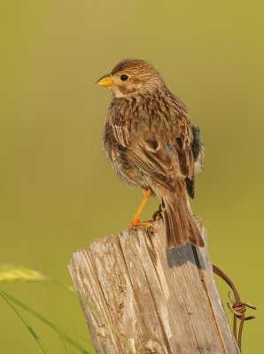 Grauwe Gors - Emberiza calandra - Corn Bunting