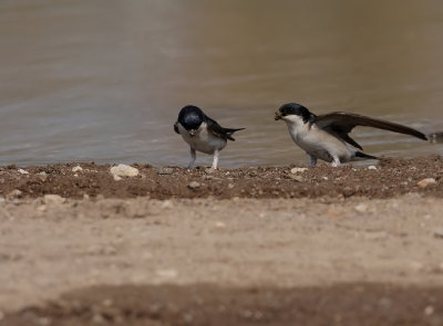 Huiszwaluw - House Martin
