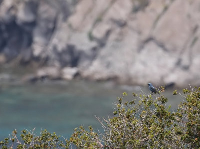 Blauwe Rotslijster - Monticola solitarius - Blue-Rock Thrush