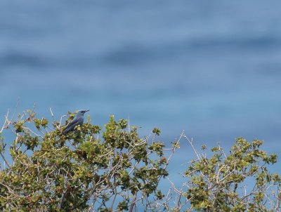Blauwe Rotslijster - Monticola solitarius - Blue-Rock Thrush
