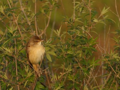 Grote Karekiet - Acrocephalus arundinaceus - Great Reed Warbler