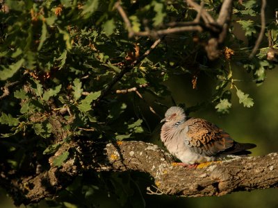 Zomertortel -Streptopelia turtur - Turtle Dove