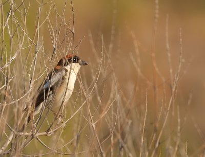 Roodkopklauwier - Lanius senator - Woodchat Shrike