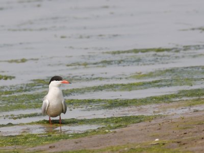 Visdiefje - Sterna hirundo - Common Tern