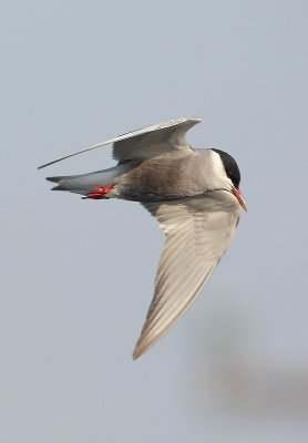 Witwangstern -  Chlidonias hybrida - Whiskered Tern