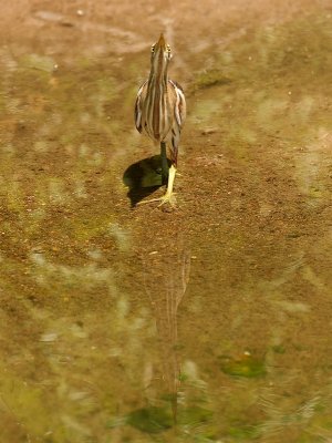 Woudaap - Ixobrychus minutus - Little Bittern