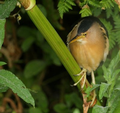 Woudaap - Ixobrychus minutus - Little Bittern