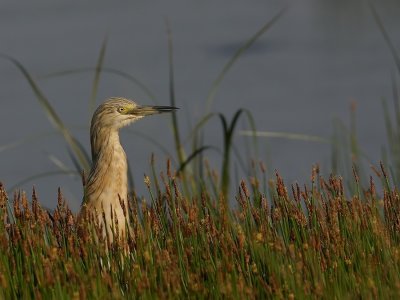 Ralreiger - Squacco Heron