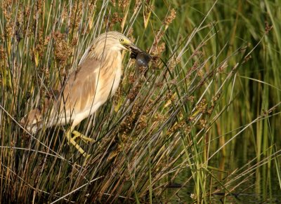 Ralreiger - Ardeola ralloides - Squacco Heron