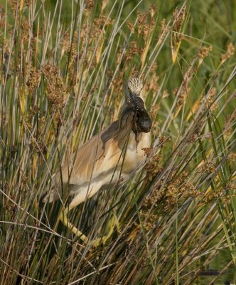 Ralreiger - Ardeola ralloides - Squacco Heron