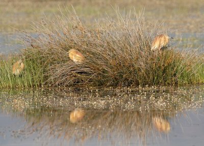 Ralreiger - Ardeola ralloides - Squacco Heron