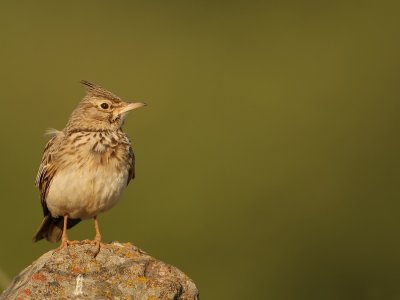 Kuifleeuwerik - Galerida cristata - Crested Lark