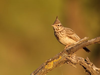 Kuifleeuwerik - Galerida cristata - Crested Lark