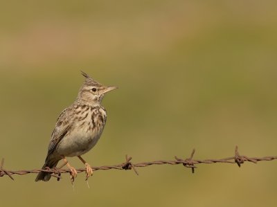 Kuifleeuwerik - Galerida cristata - Crested Lark