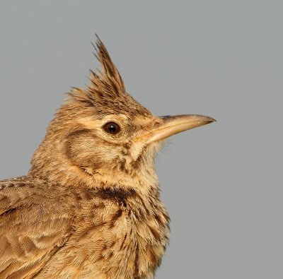 Kuifleeuwerik - Galerida cristata - Crested Lark