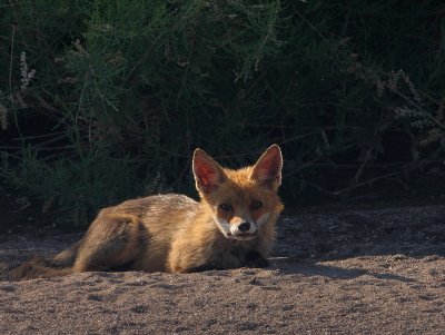 Vos - Vulpes vulpes - Red Fox