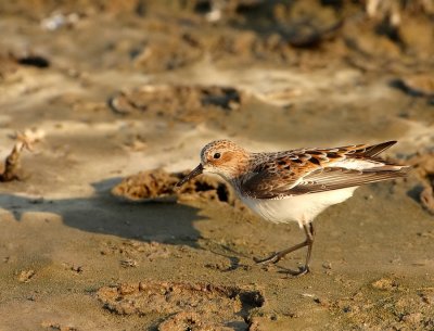 Kleine Strandloper - Little Stint
