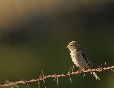 Kneu - Carduelis cannabina - Linnet