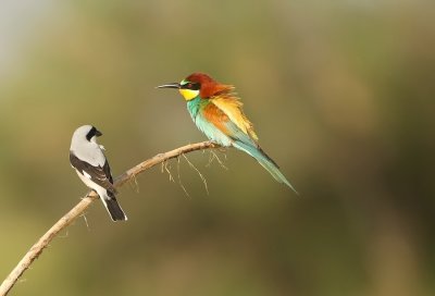 Bijeneter - Merops Apiaster - Bee-eater