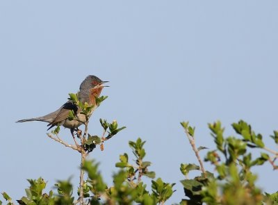 Baardgrasmus - Sylvia cantillans - Subalpine Warbler