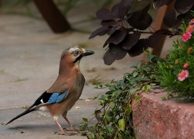 Gaai - Garrulus glandarius - Jay