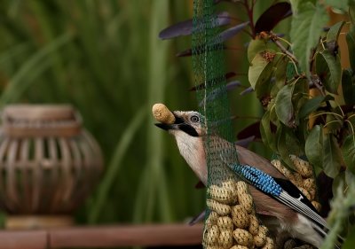 Gaai - Garrulus glandarius - Jay