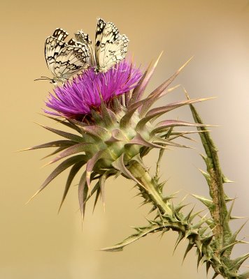 Butterflies - Dragonflies - Flowers