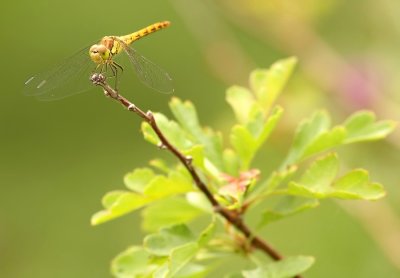 Dragonfly